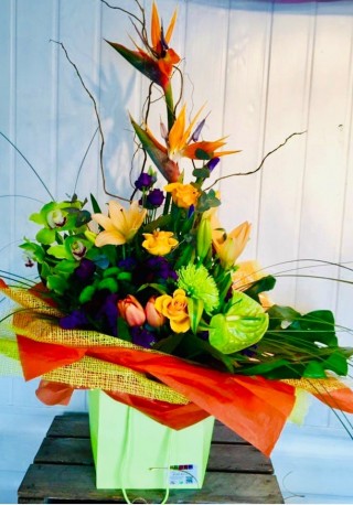 Strelitzia Surprise